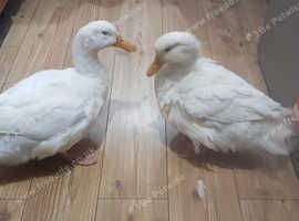 2 white perkins. 1 Female 1 male 12 weeks old