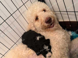 Old English sheepdog x poodles last two