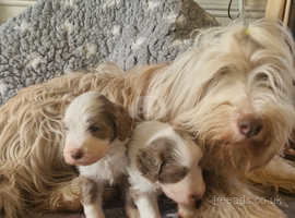Bearded collie pups