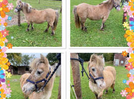 ***Super Safe Dun Shetland Mare For Sale***