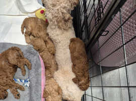 Poodles minuture kc registered