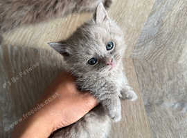 British short hair munchkin kittens standard & non standard / long & short hair