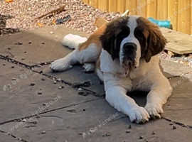 Beautiful female saint bernard