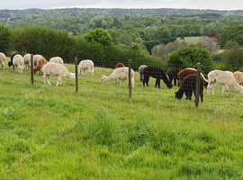 Breeding female alpacas for sale from £450 + VAT