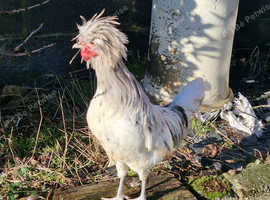 White polish cockerel