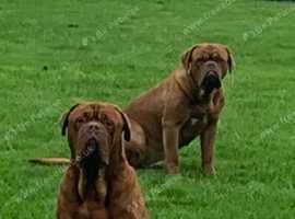Dogue de Bordeaux pups for sale