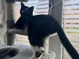 1 year old boy for dad rehoming