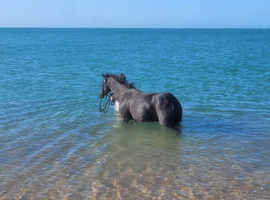 British riding pony
