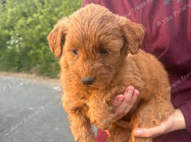 Cockerpoo puppies