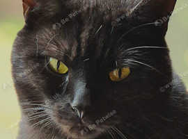 Mixed British Short-hair Siamese