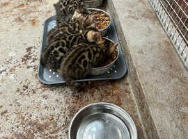 Bengal kittens for sale