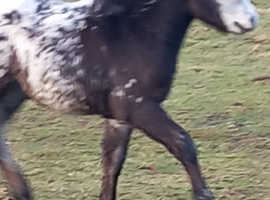 Amazing Spotted foal for sale