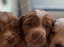 working cocker spaniel