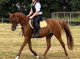 Full Arabian with excellent bloodlines
