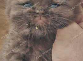 Gorgeous rare coloured chocolate brown british shorthair