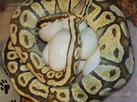 Male & Female Ball Pythons - Adults & Young