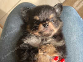 TOY Pomchi male