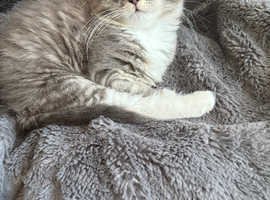 Half Ragdoll kittens available for new home