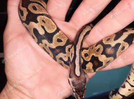 Pastel het pied baby female