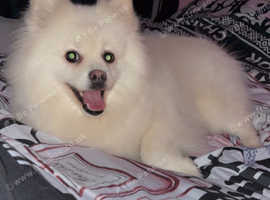 FEMALE Japanese spitz