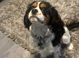 Oldest cavalier hot sale king charles