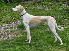 Lurcher
