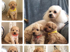 5 Beautiful Toy Maltipoo Puppies For Sale