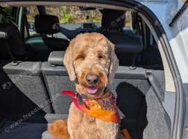 F1B GOLDEN DOODLE