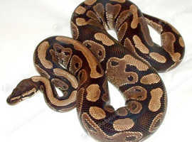 Reptile Rescue Royal Python Rehoming