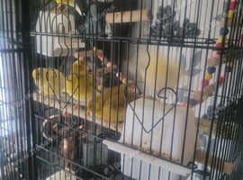 Canaries for sale.