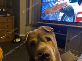 7 year old dog