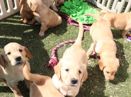 Lovely Golden Retiever Puppies