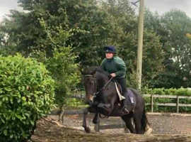 5 yo mare 15.3-16h safe mother daughter share never raced