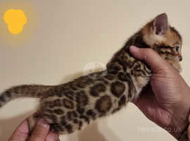 Bengal kittens Tica Registered