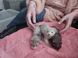 Ferret kits