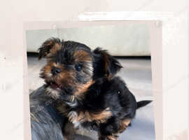 Miniature yorkie -1boy-ready to leave next week