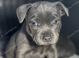 KC REGISTRATION, FULL DNA TESTS ONLY 1 BOY LEFT