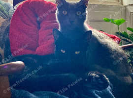 2 brothers - one grey one black
