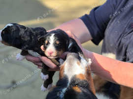 Bernese Mountains Puppies