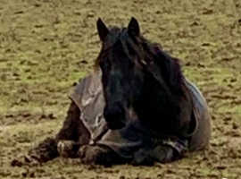 Dales pony youngster