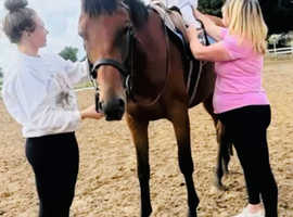 Sweetest sports horse gelding