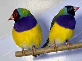 Gouldian Finches  male female,8