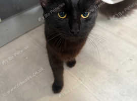 Female Black British Longhair - 9 Months