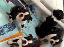 Boston Terrier Puppies