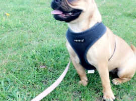 Beautiful Female Frug