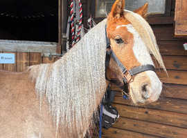Welsh section a cross gelding 2 year old