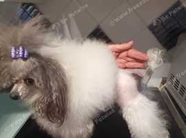 Stunning tiny Asian poodle 2yr old little girl