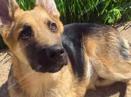 German Shepherd x Rottweiler