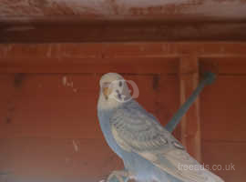 Beautiful young male budgie