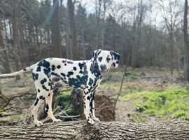 8 month old male Dalmatian